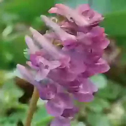 Corydalis